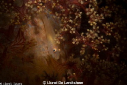 White Goby Lembeh this morning by Lionel De Landtsheer 